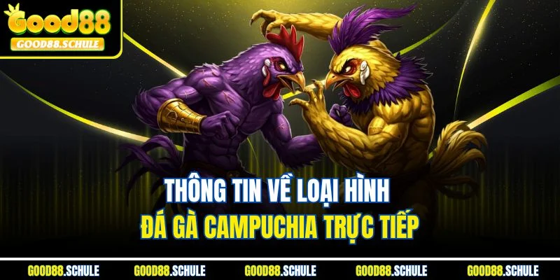 Thông tin về loại hình đá gà Campuchia trực tiếp